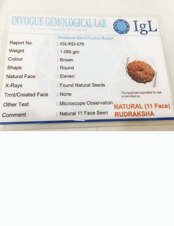 11 Mukhi Indonesia Certified Rudraksha -size - 15 mm